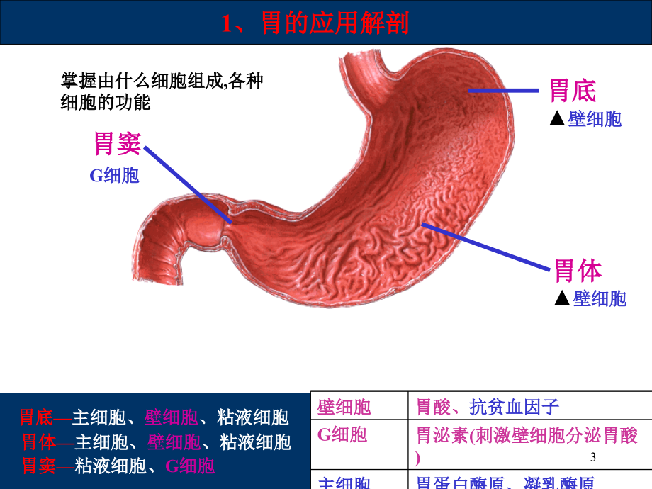胃肠、阑尾、腹部损伤、腹膜炎、疝177_第3页