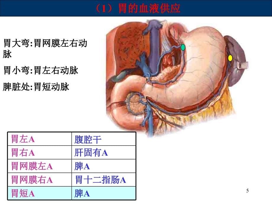 胃肠、阑尾、腹部损伤、腹膜炎、疝177_第5页