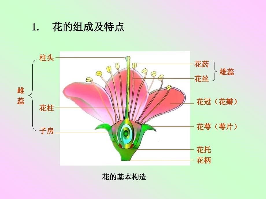 花的组成及花序_第5页