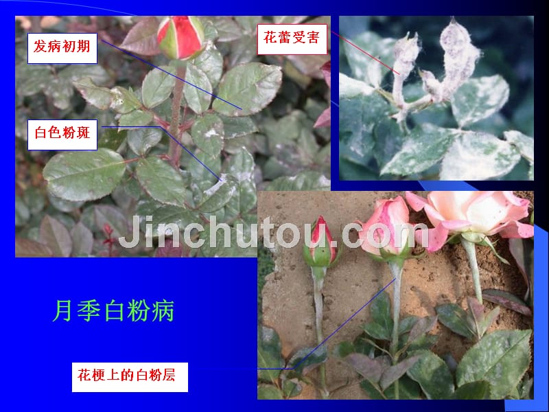 观赏植物病虫害防治_第4页