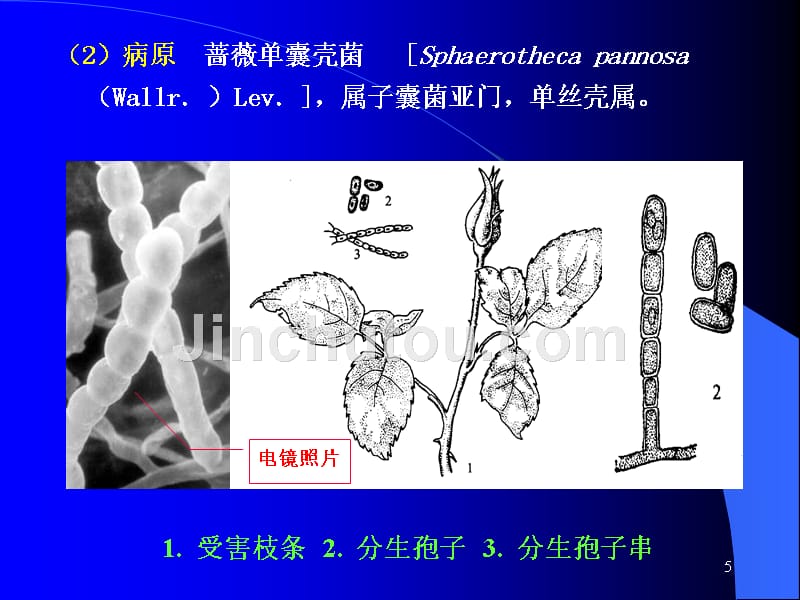 观赏植物病虫害防治_第5页