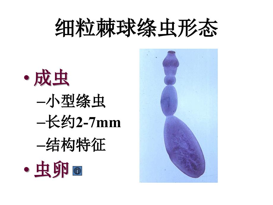 寄生虫学第九讲(棘球、裂头)_第2页