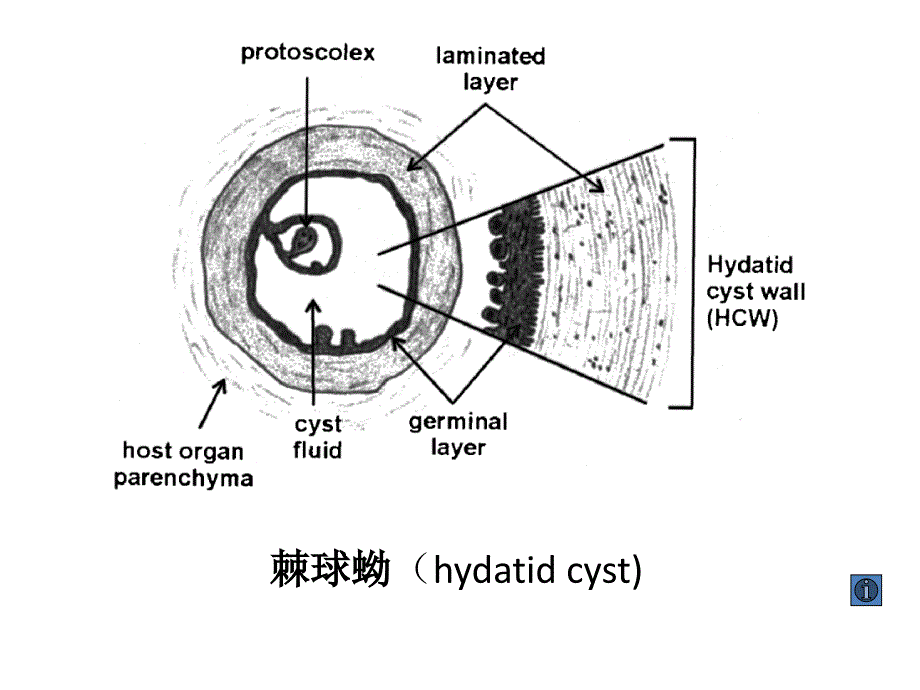 寄生虫学第九讲(棘球、裂头)_第3页