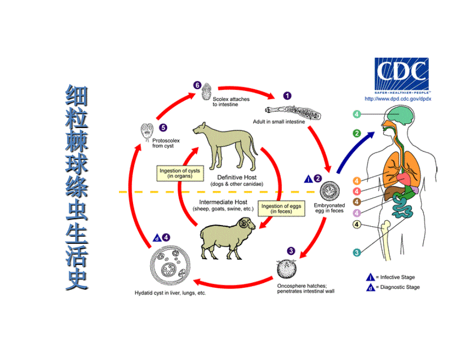 寄生虫学第九讲(棘球、裂头)_第5页