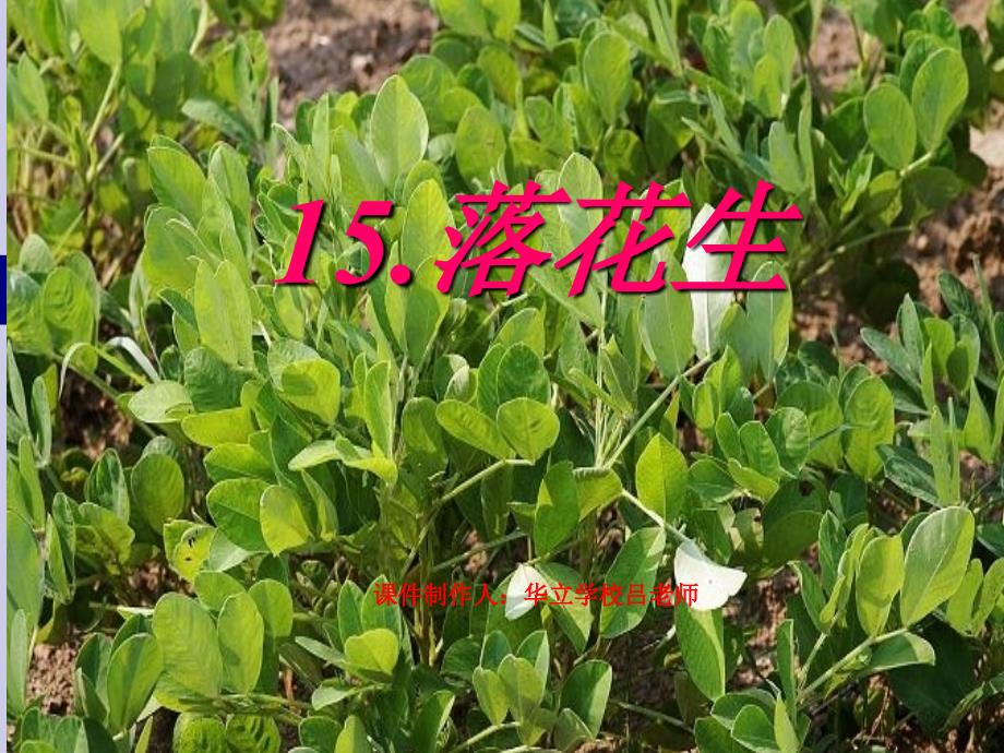 落花生(专属)_第1页