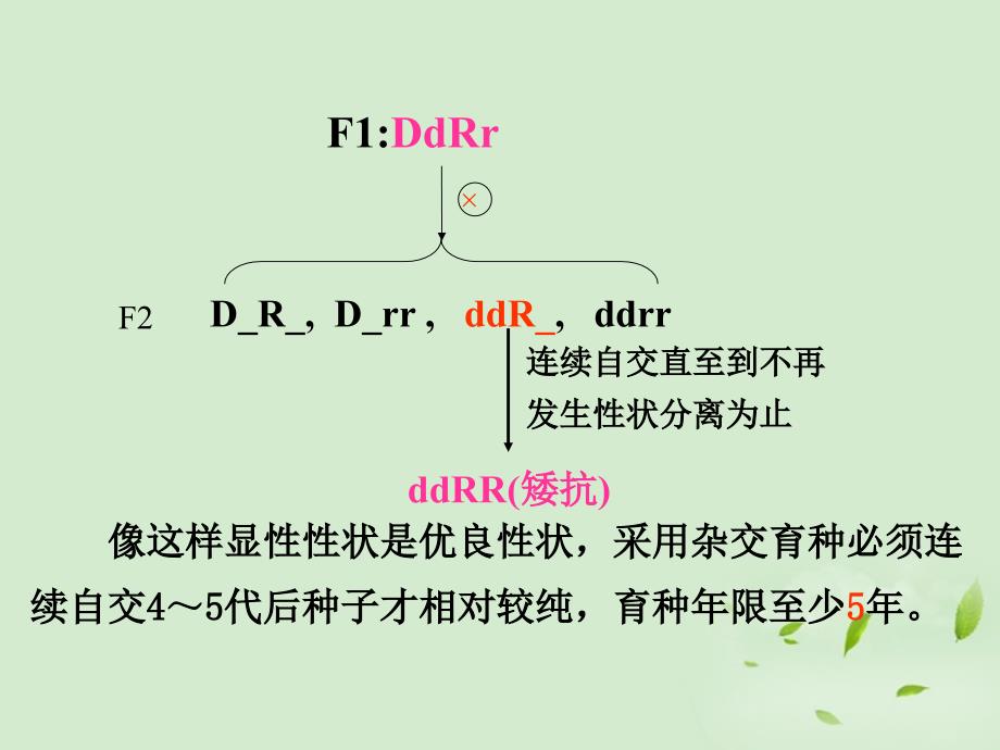 必修二 6.1 杂交育种与诱变育种_第3页