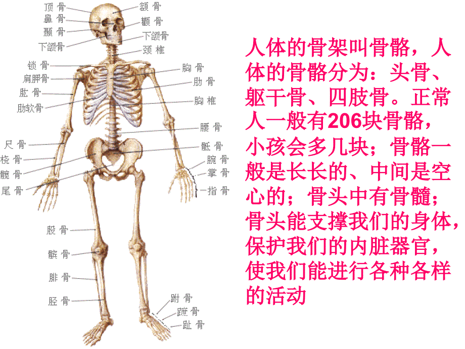 骨骼、关节和肌肉_第3页