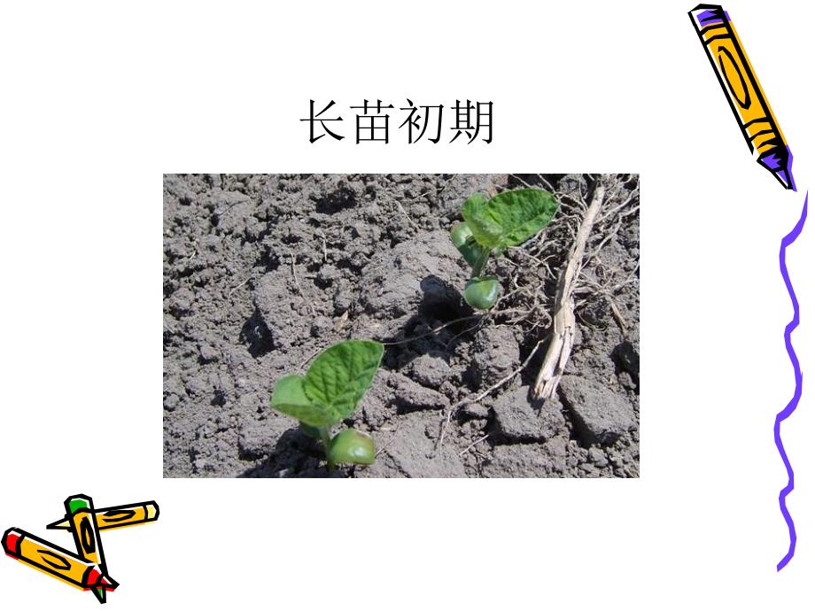 大豆各时期图片_第4页