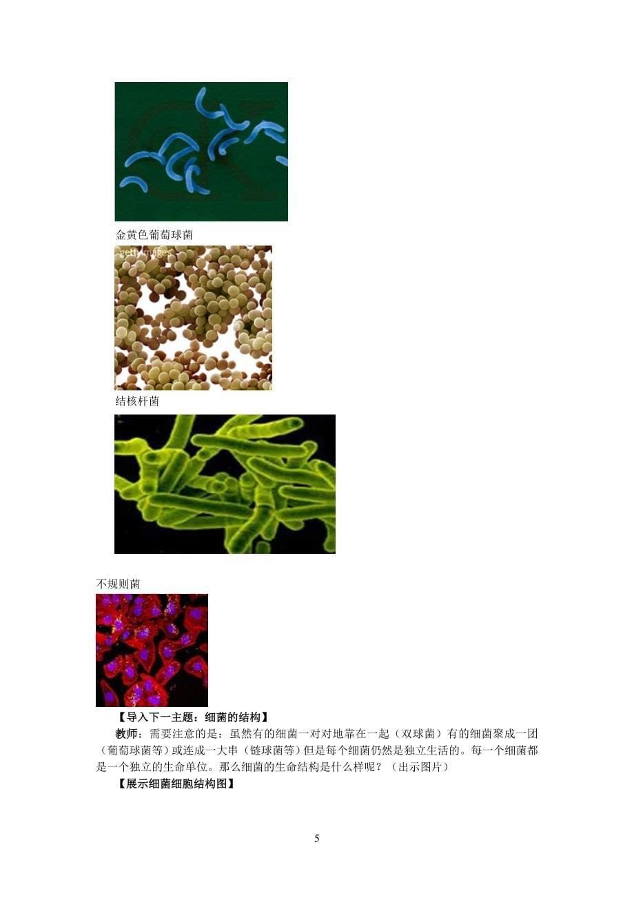 初中生物《细菌》教学案例设计_第5页