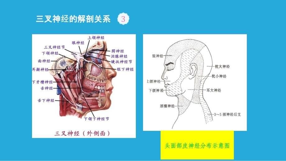 头部三叉神经部位_第5页