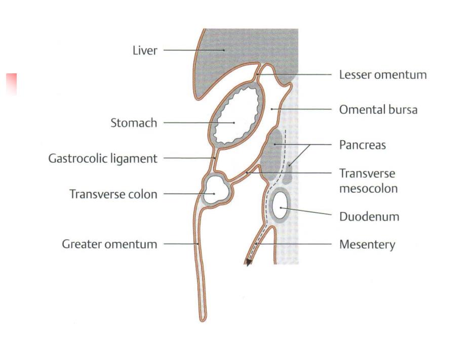 [临床医学]腹部的断面解剖学基础_第4页