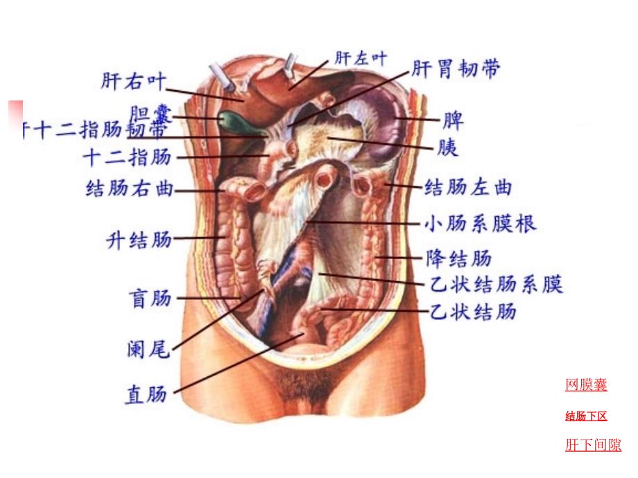 [临床医学]腹部的断面解剖学基础_第5页