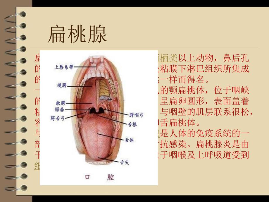 扁桃腺炎的诊断及治疗刘万胜_第4页