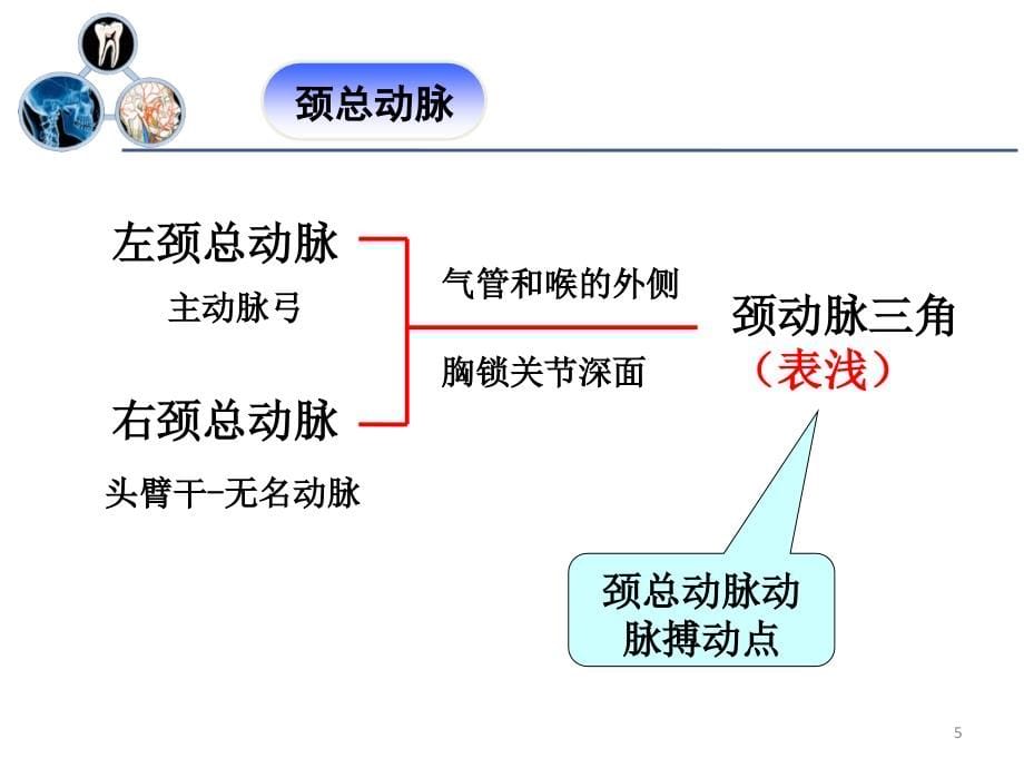 口腔解剖生理学 第三章_第5页