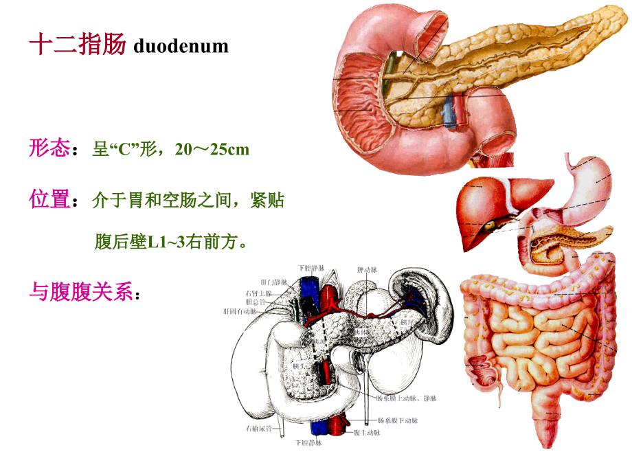 局解.结肠上区(二)_第3页