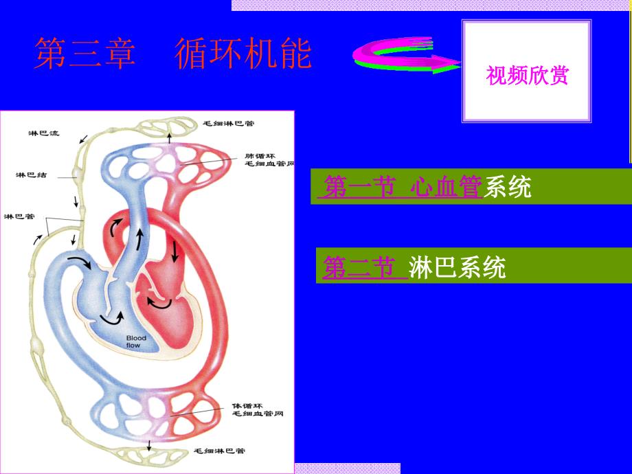 大学人体解剖循环系统_第1页