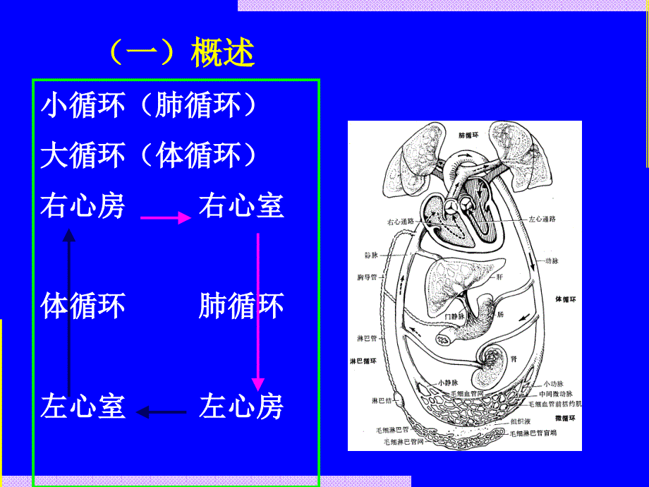 大学人体解剖循环系统_第4页