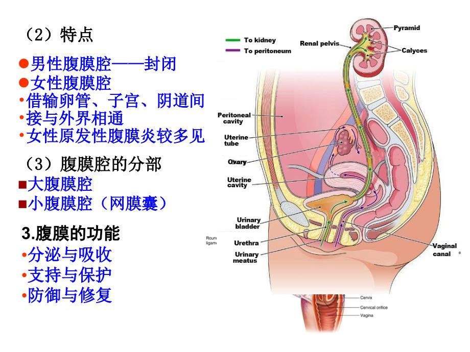腹膜与腹膜腔局部解剖_第4页
