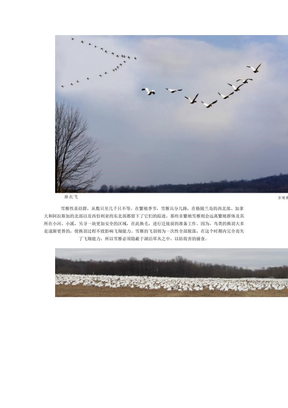 成千上万只候鸟迁移的壮丽景观_第5页