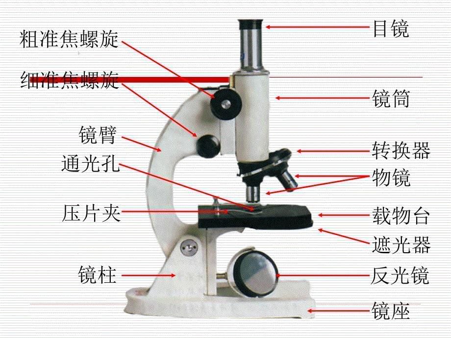 显微镜的结构及使用方法1_第5页