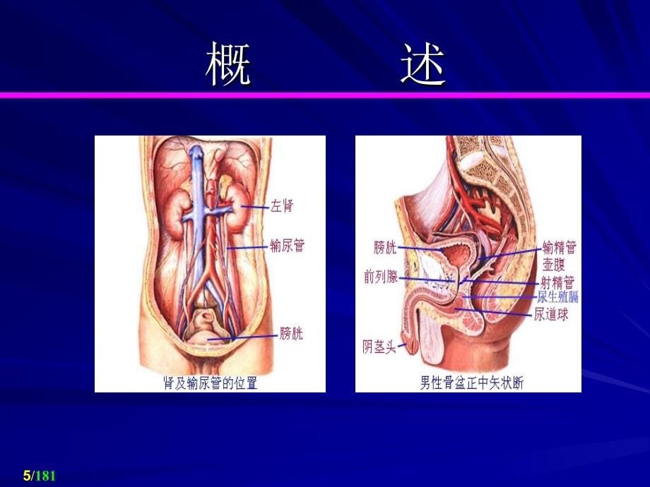 泌尿外科课件_第5页