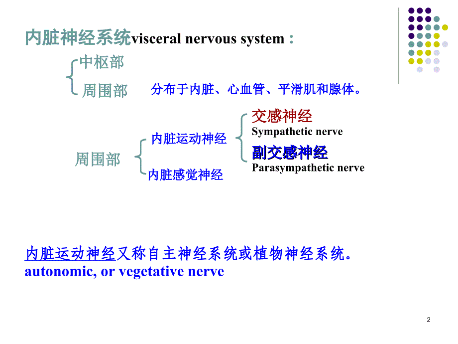 内脏神经系统_第2页