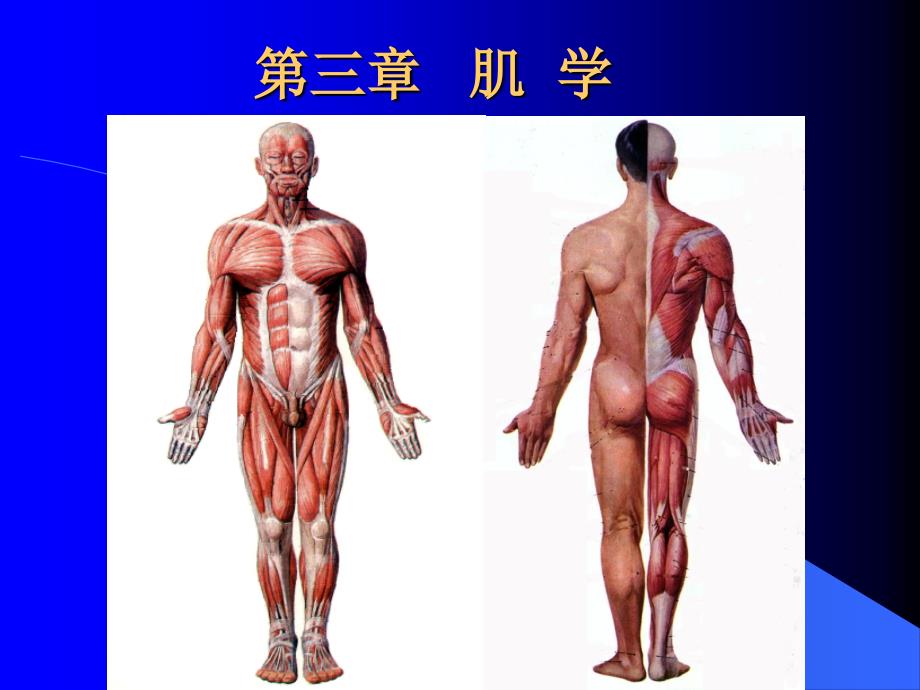 人体解剖学原理之肌学_第1页