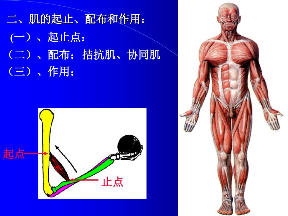 人体解剖学原理之肌学_第3页