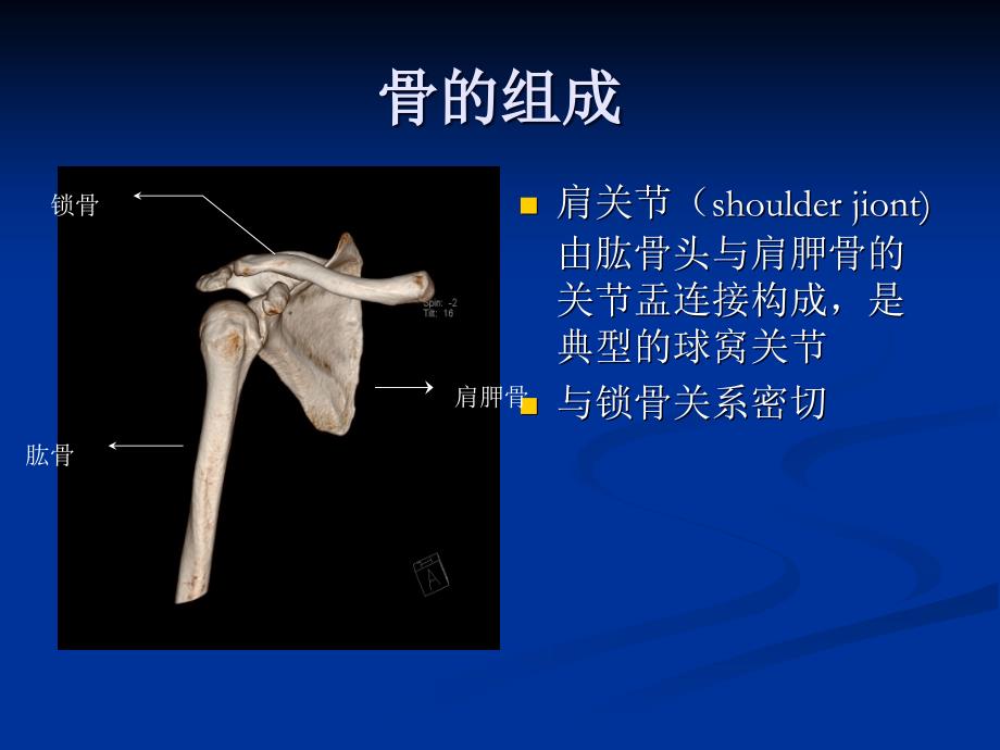 肩关节解剖及病变_第3页