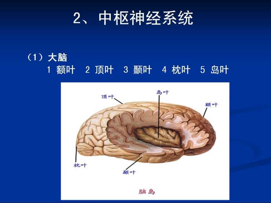 神经系统疾病概述_第5页