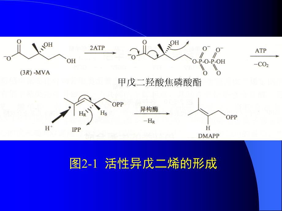 海洋生物活性物质萜类_第3页