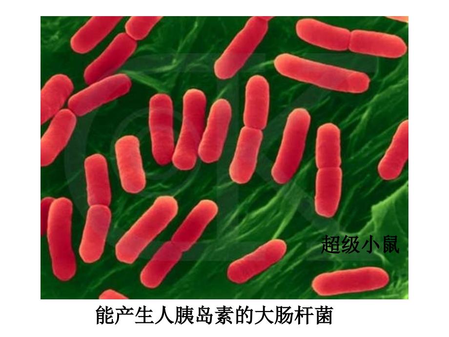 人教版教学课件[名校联盟]吉林省扶余一中高二生物《11 dna重组技术的基本工具》课件_第2页