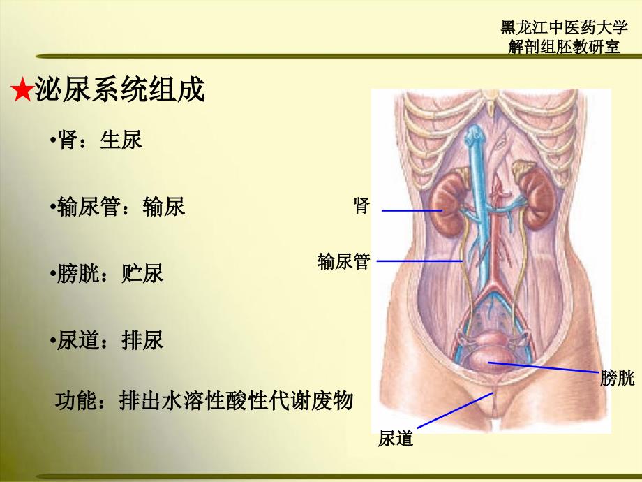 正常人体解剖学 第四章 泌尿系统_第2页