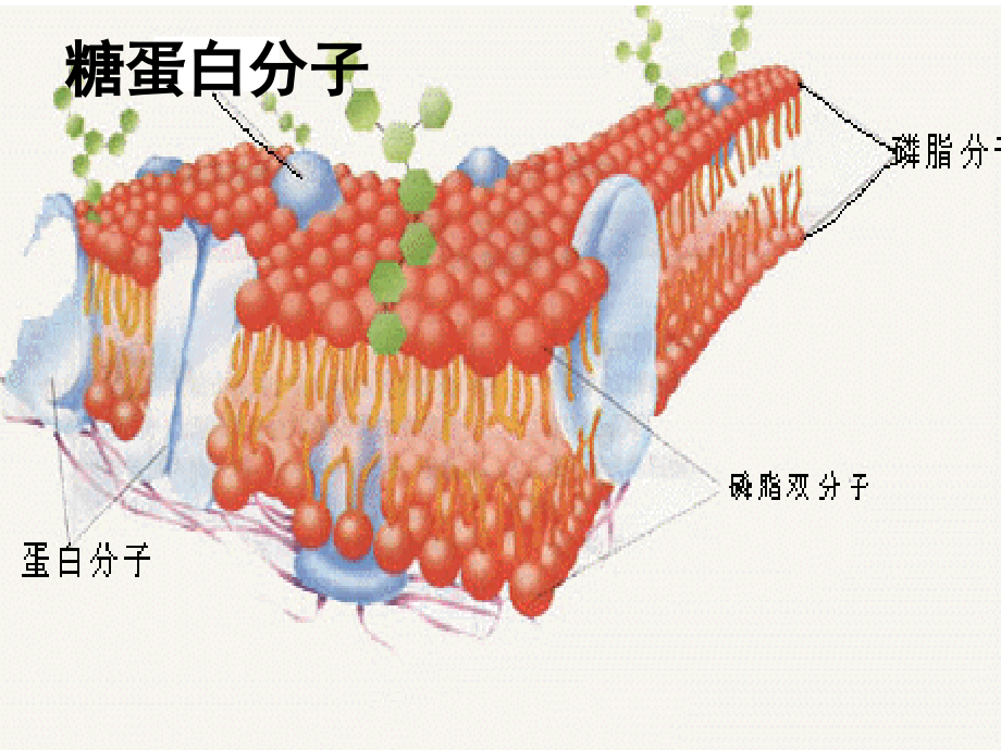 初中生物竞赛辅导课件系列之人体生理卫生知识补充_第3页