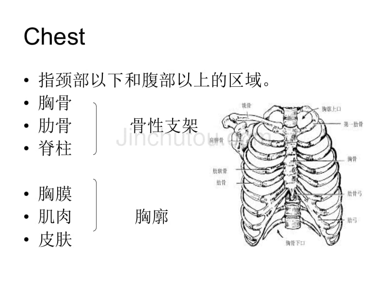 诊断学胸部和肺体格检查_第3页