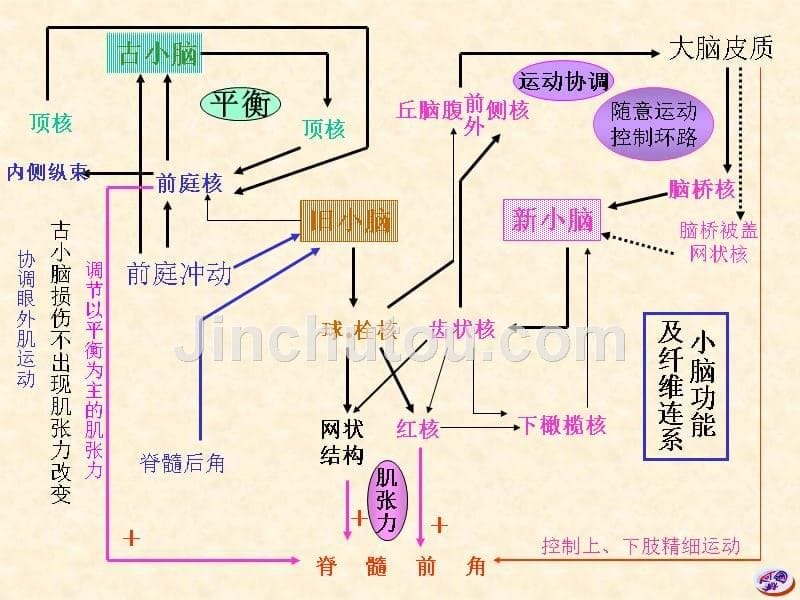 小脑间脑大脑图片_第5页