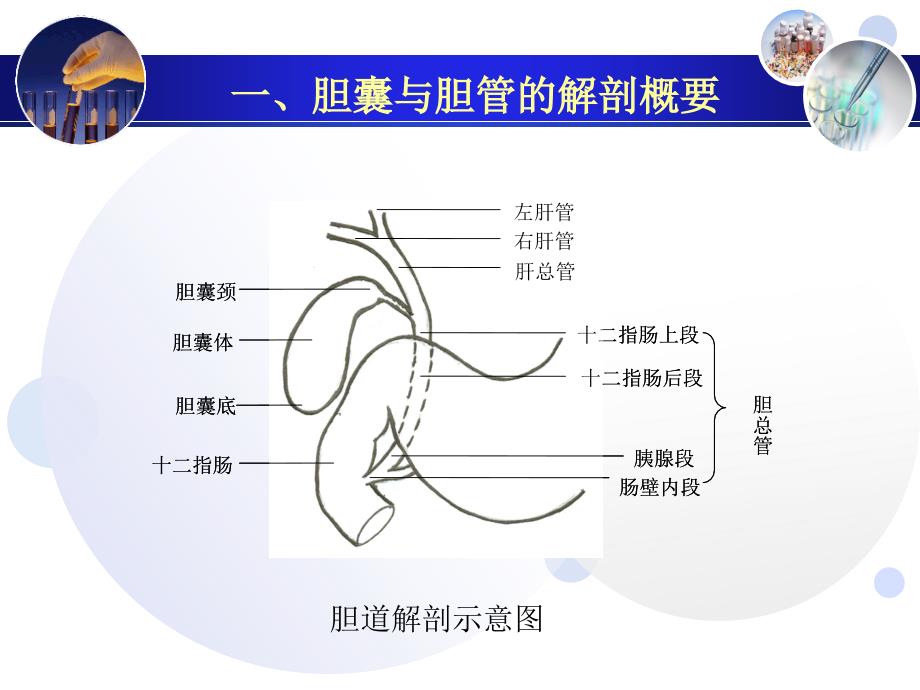 第七章胆囊和胆道超声诊断_第4页