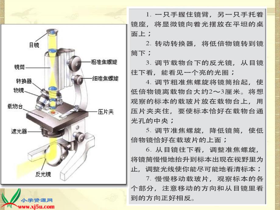 (教科版)六年级科学下册课件 用显微镜观察身边的生命世_第3页