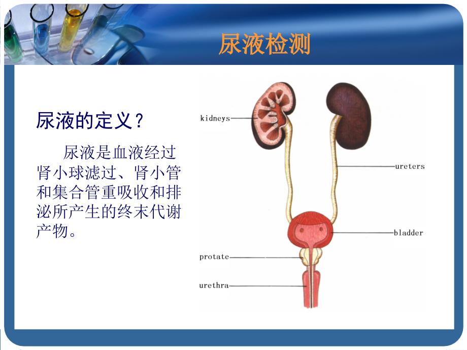 尿液和肾功能检查_第2页