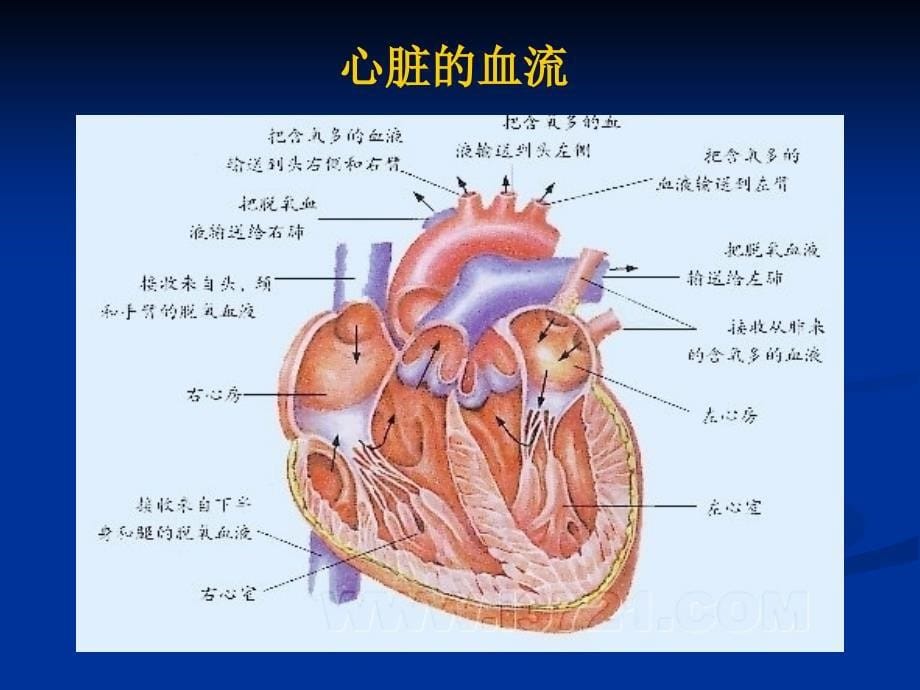 儿童心脏结构及相关疾病_第5页