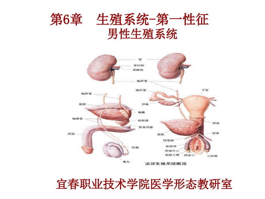 系统解剖学第6章  生殖系统 男性生殖系统_第1页