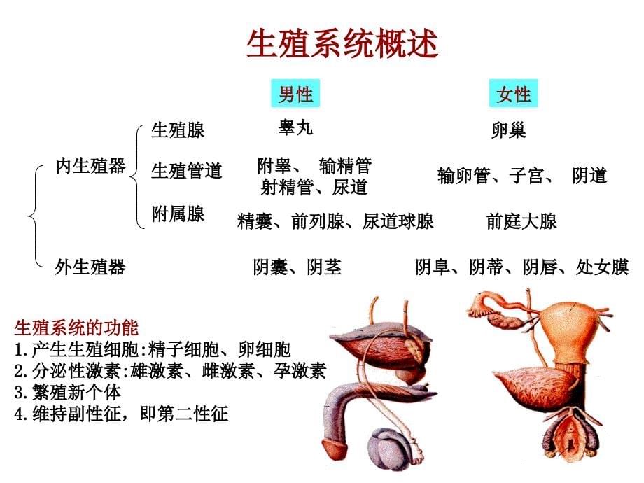 系统解剖学第6章  生殖系统 男性生殖系统_第5页