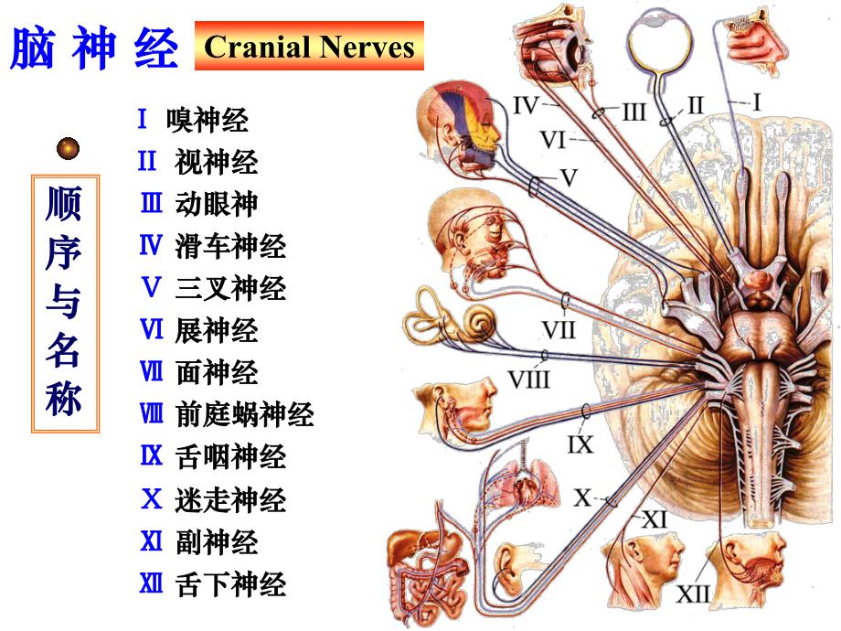 脑神经(十二对脑神经)_第3页