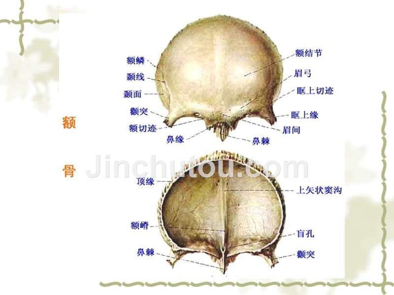 正常人体解剖学之颅骨_第5页