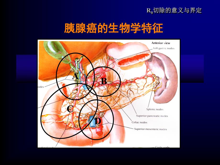 解剖性胰十二指肠切除术(中文)_第2页