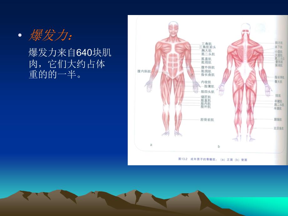 解剖运动肌肉_第3页