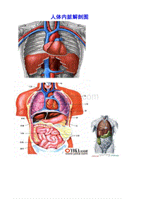 人体各部分及内脏解剖图(全)
