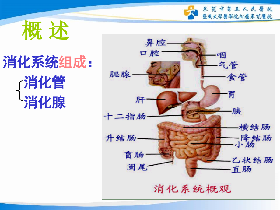 消化系统解剖生理_第2页