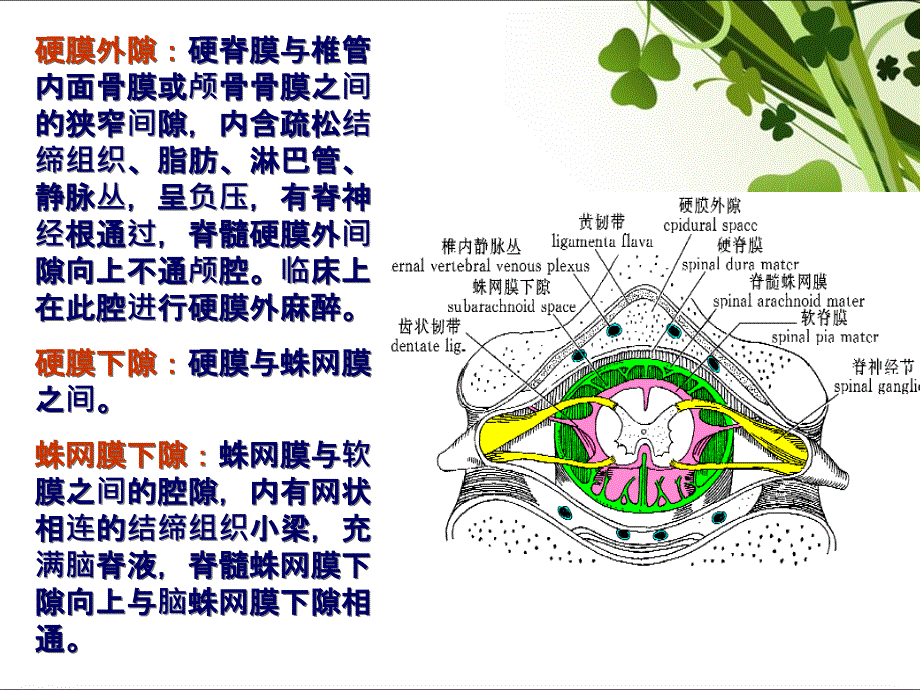 腰椎穿刺及脑脊液检查_第4页