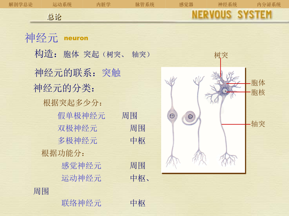 人体解剖学课件----神经系统_第2页